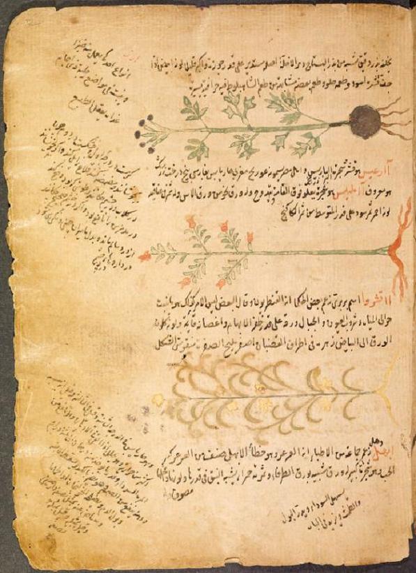 Botany, Herbals and Healing In Islamic Science and Medicine