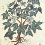 Botany