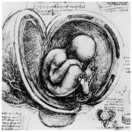 Introduction to the History of Medieval Islamic Medicine; Human Anatomy and Physiology in the Medieval Islamic Era