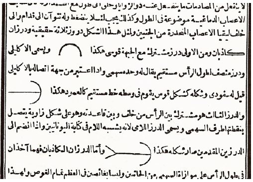 Introduction to the History of Medieval Islamic Medicine; Human Anatomy and Physiology in the Medieval Islamic Era